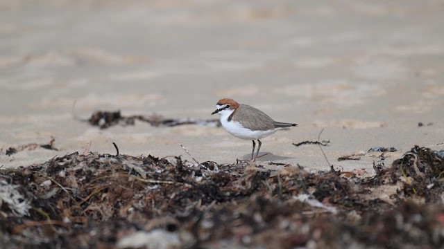Red-capped Plover - ML657797179