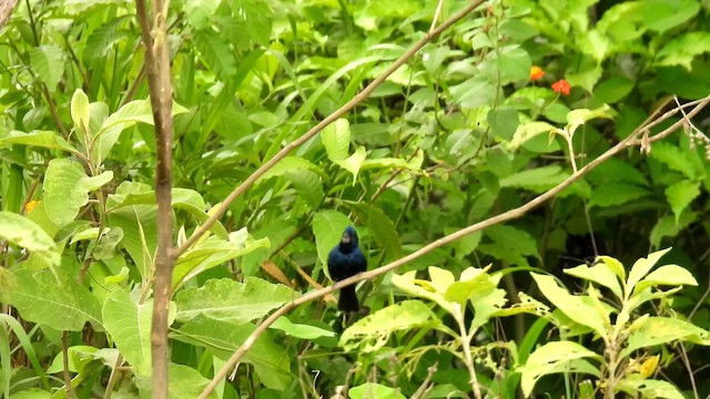 Blue-black Grassquit - ML657797337