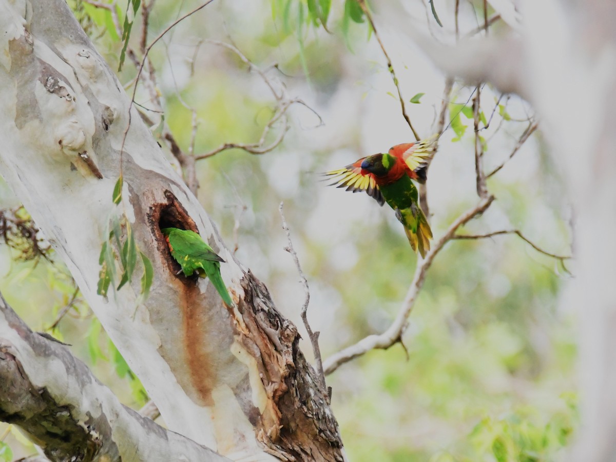 Coconut Lorikeet - ML657797343