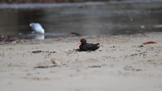Sooty Oystercatcher - ML657797482