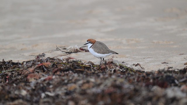 Red-capped Plover - ML657797567