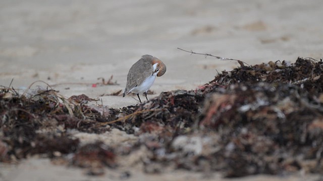 Red-capped Plover - ML657797600