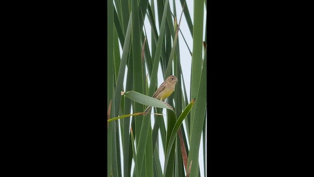 Grassland Yellow-Finch - ML657797642