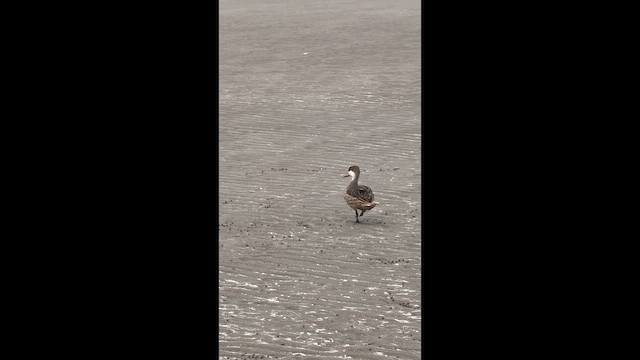 White-cheeked Pintail - ML657797766