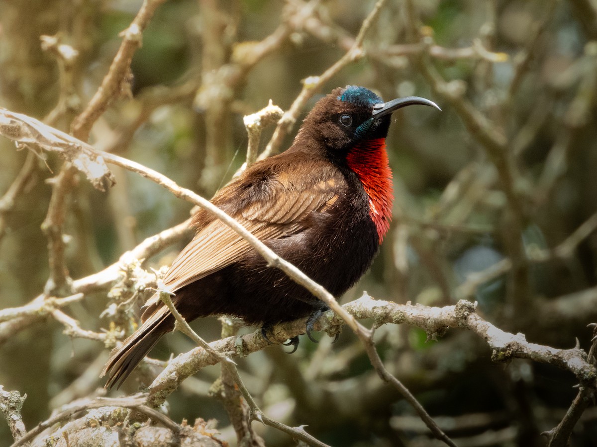Scarlet-chested Sunbird - ML657798806