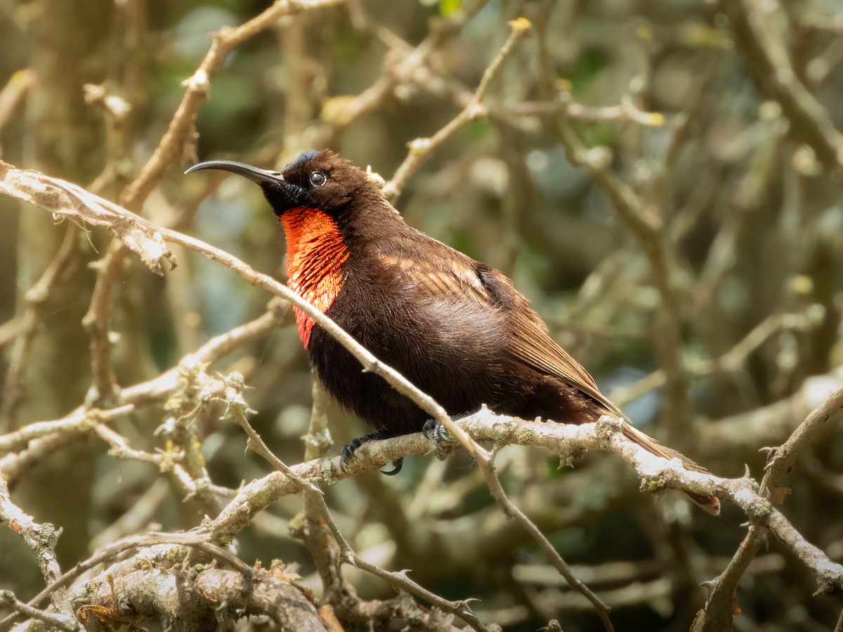 Scarlet-chested Sunbird - ML657798809