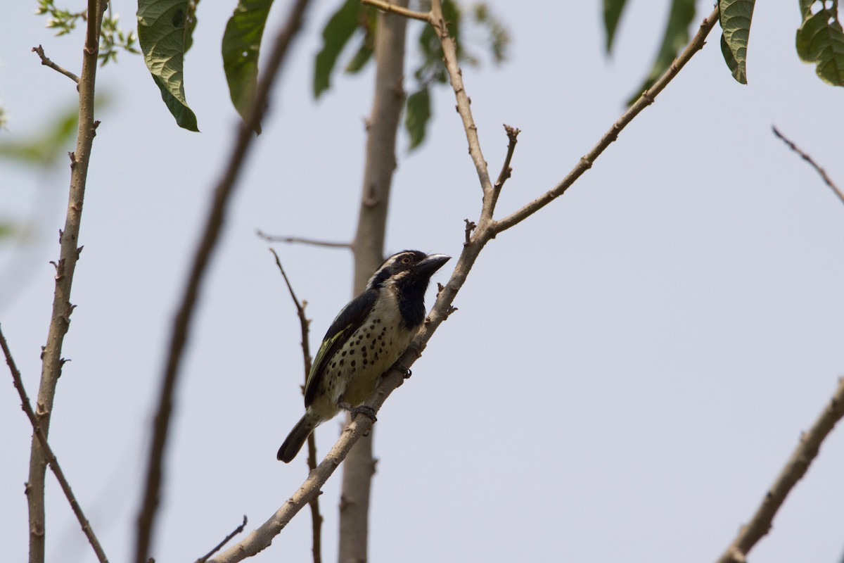 Spot-flanked Barbet - ML657799802