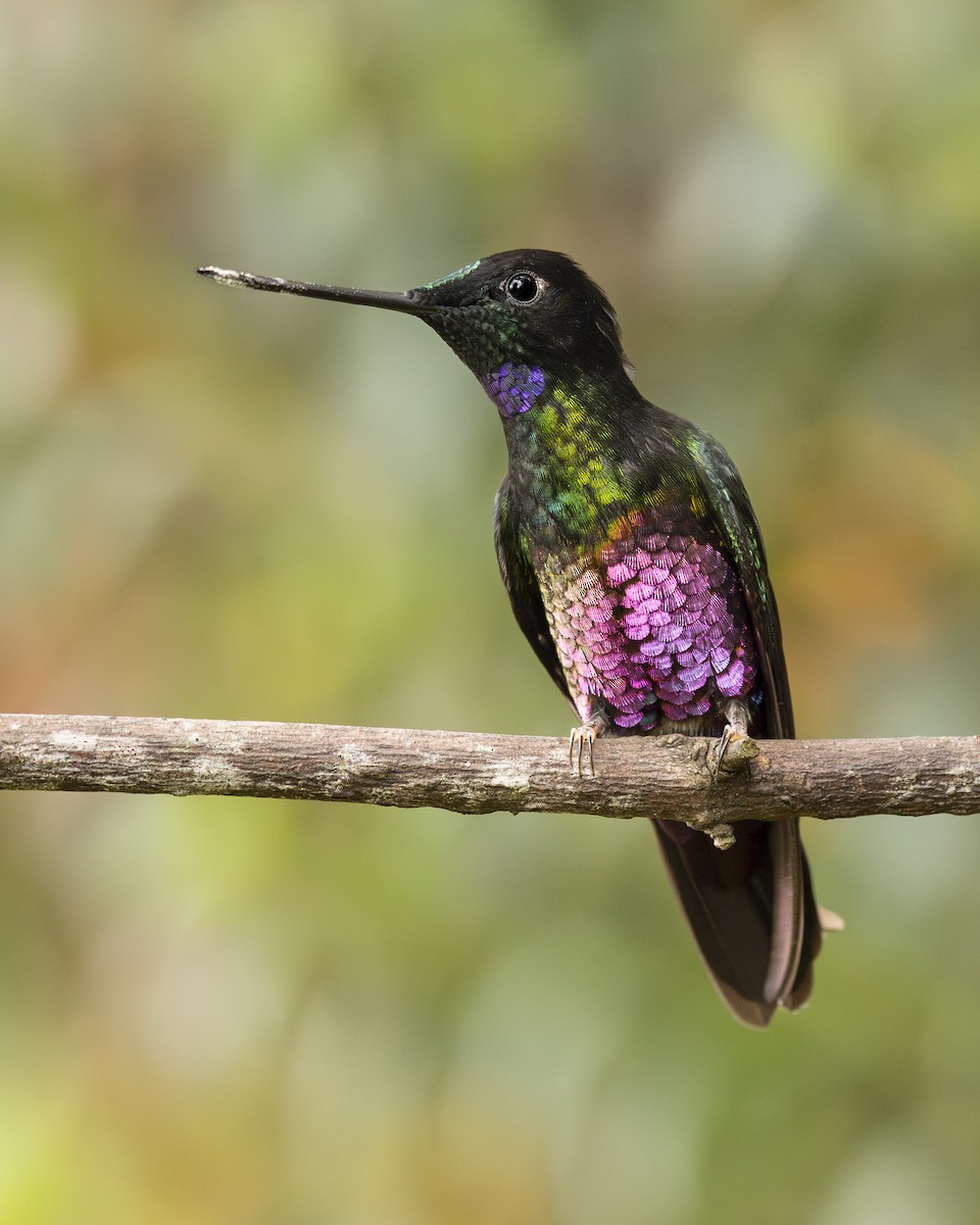 Blue-throated Starfrontlet - ML657800029