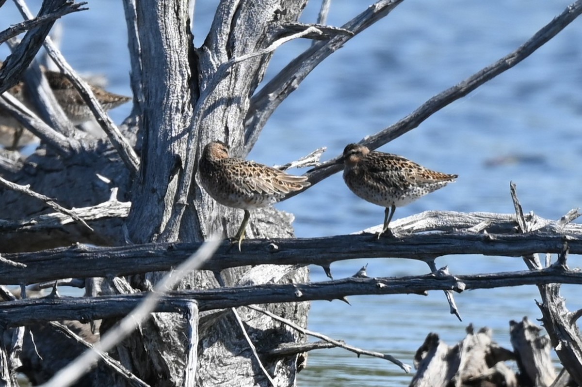 kortnebbekkasinsnipe - ML657800189