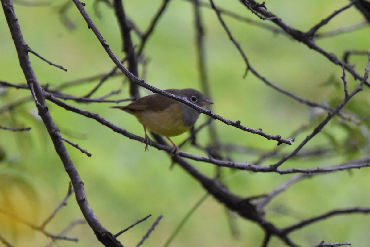 markparula - ML657800190