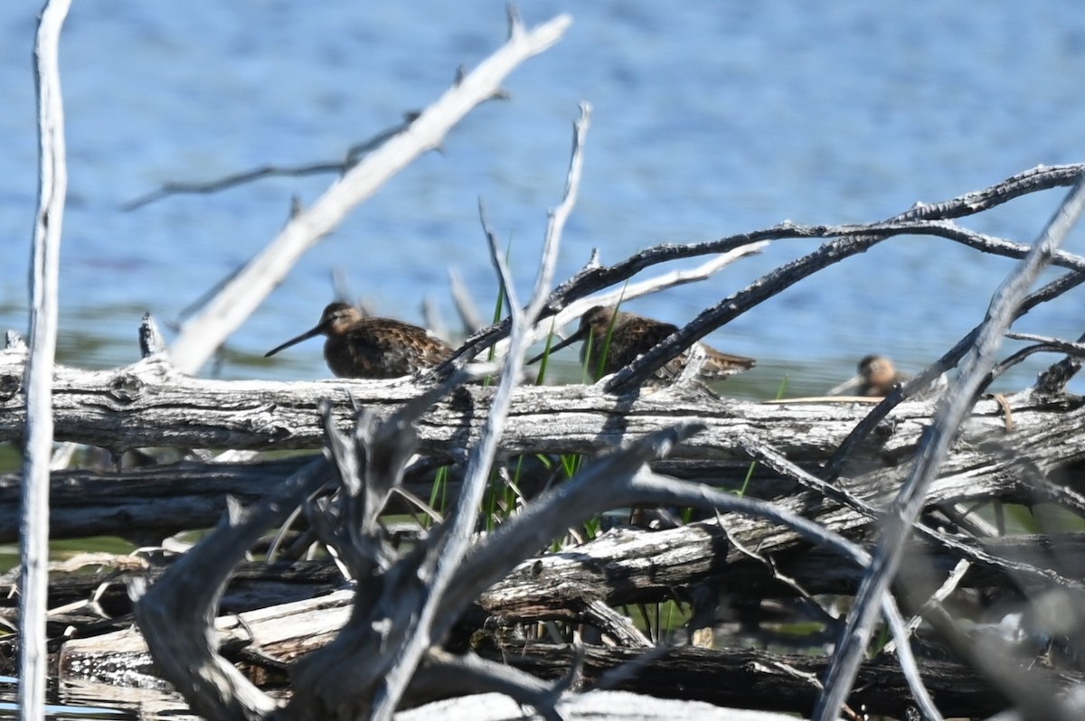 kortnebbekkasinsnipe - ML657800196