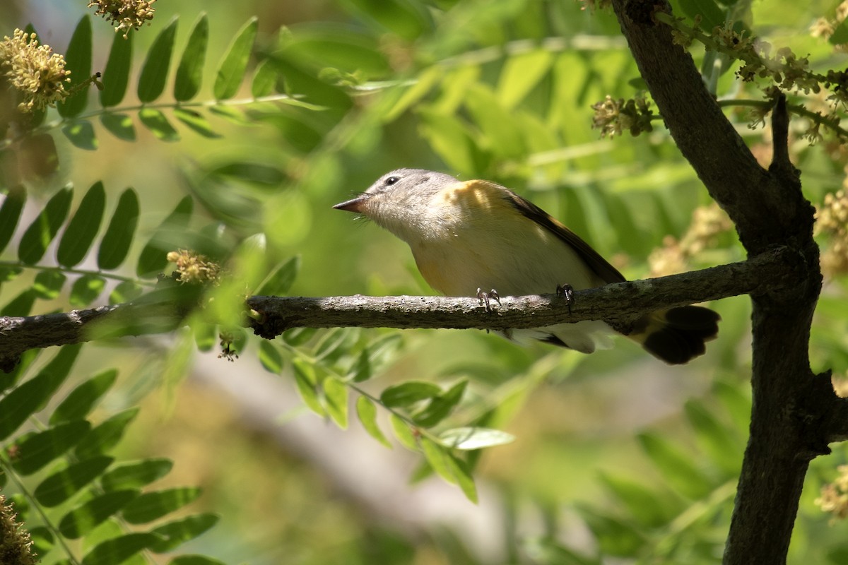 rødstjertparula - ML657800198
