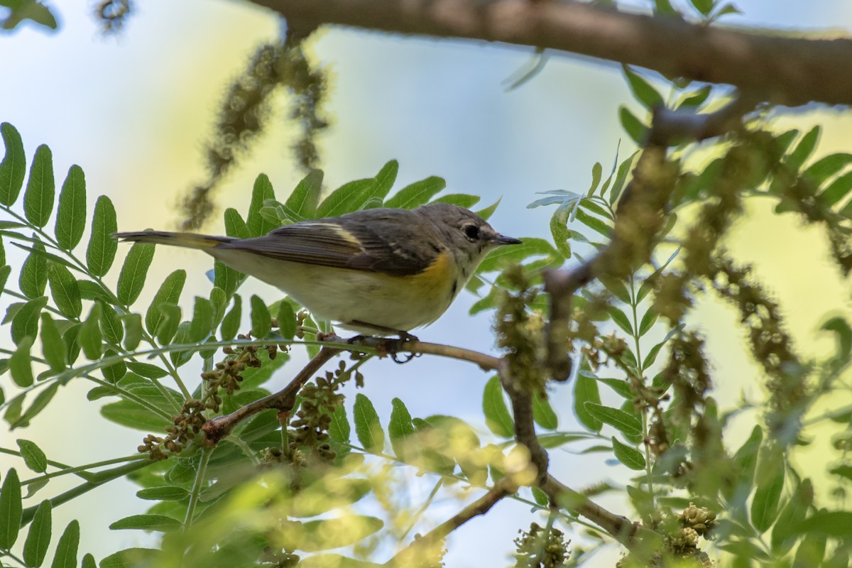 rødstjertparula - ML657800199