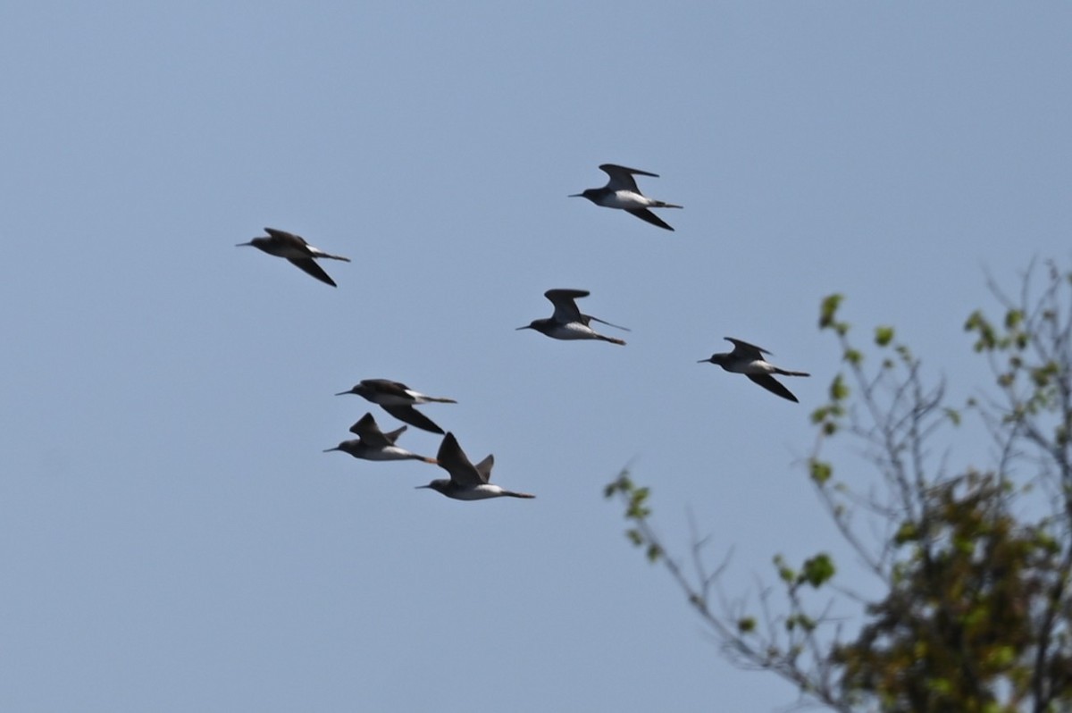 gulbeinsnipe - ML657800214