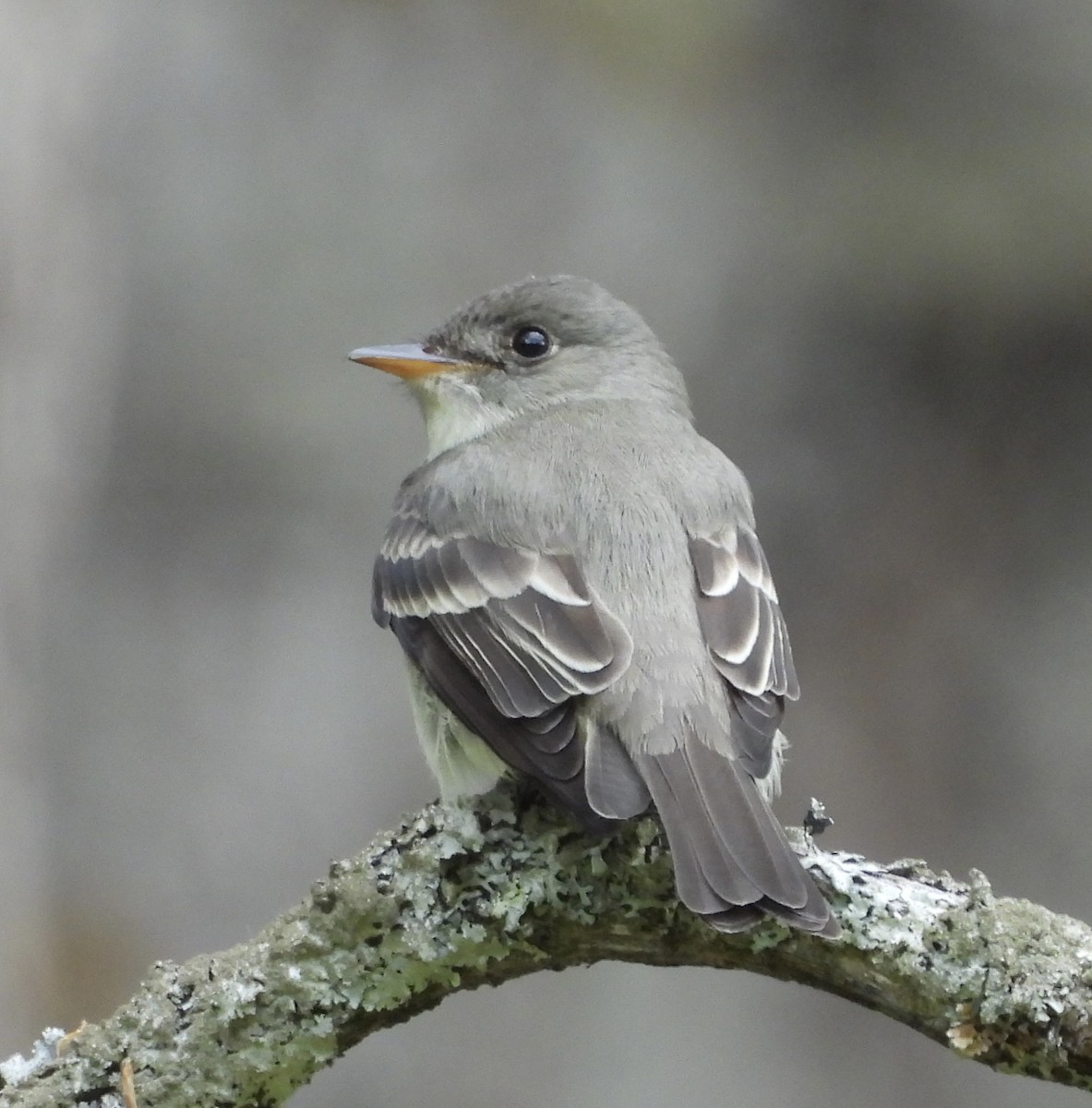 østpivi - ML657800221