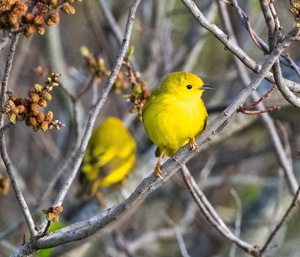 gulparula - ML657800224