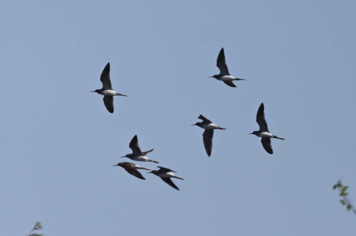 gulbeinsnipe - ML657800225