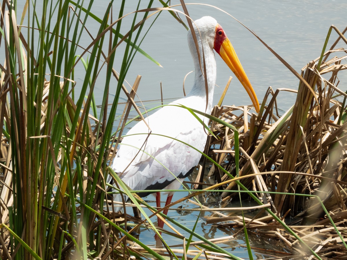 Yellow-billed Stork - ML657800386