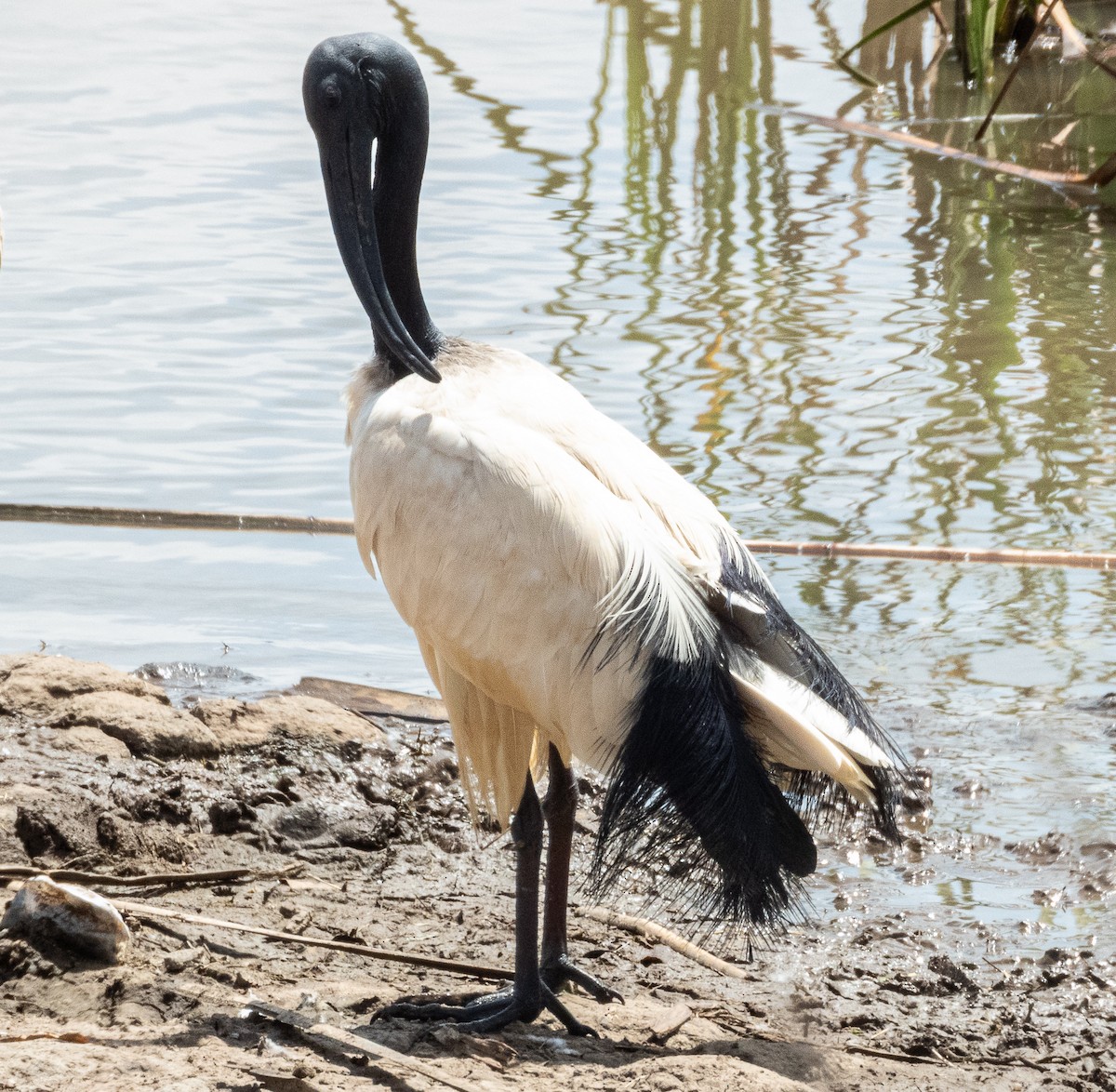 African Sacred Ibis - ML657800404