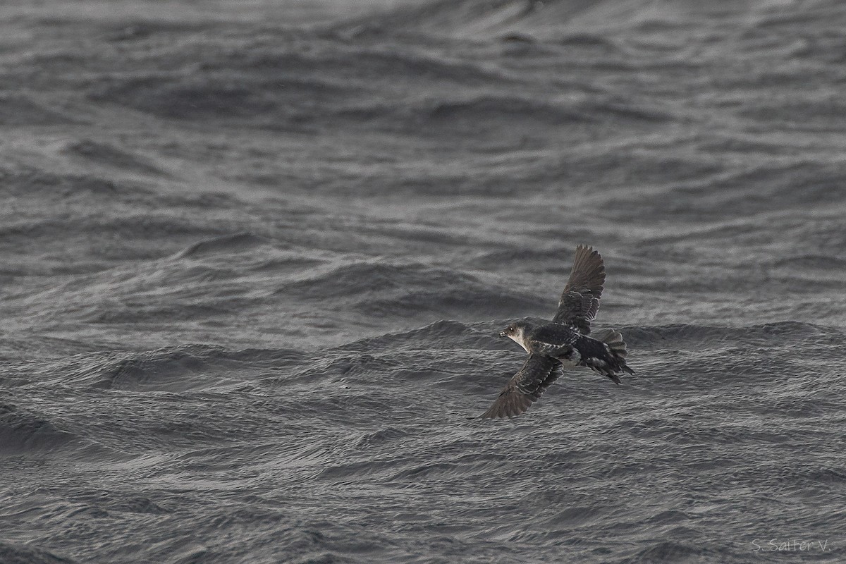 Puffinure de Magellan - ML657802141