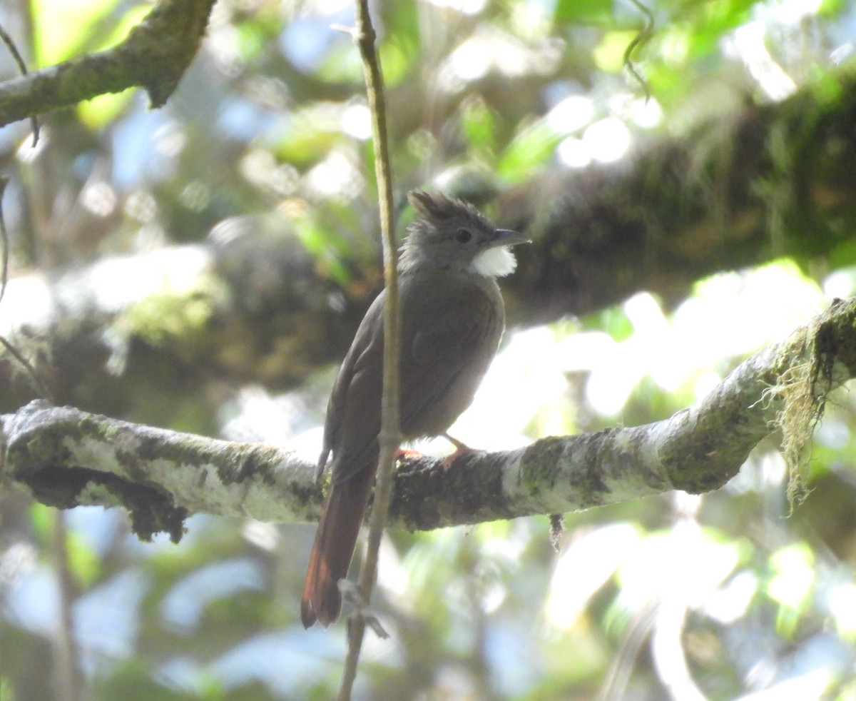 Bulbul à ventre marron - ML657802928