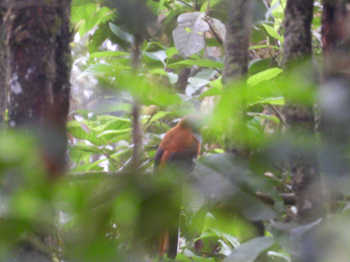 Trogon de Whitehead - ML657803210