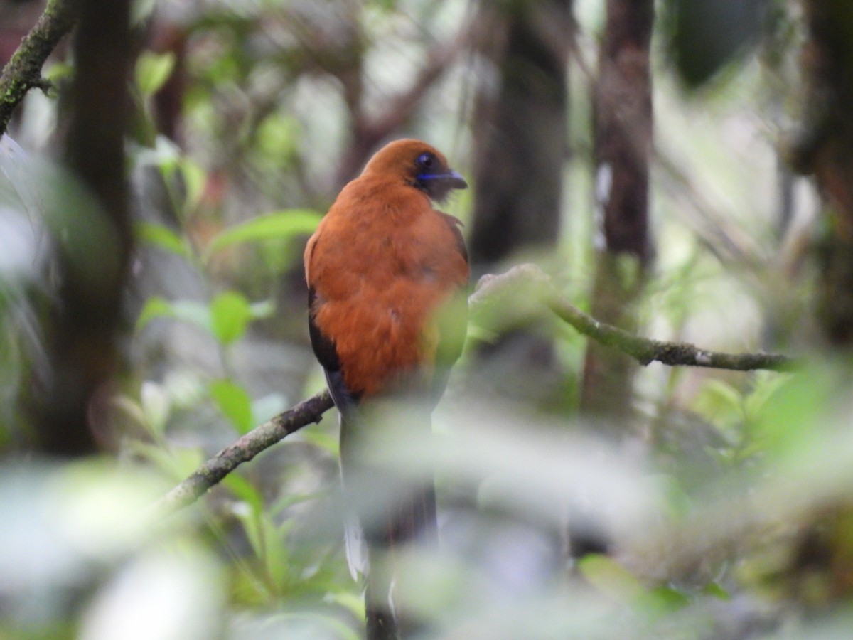 Trogon de Whitehead - ML657803211