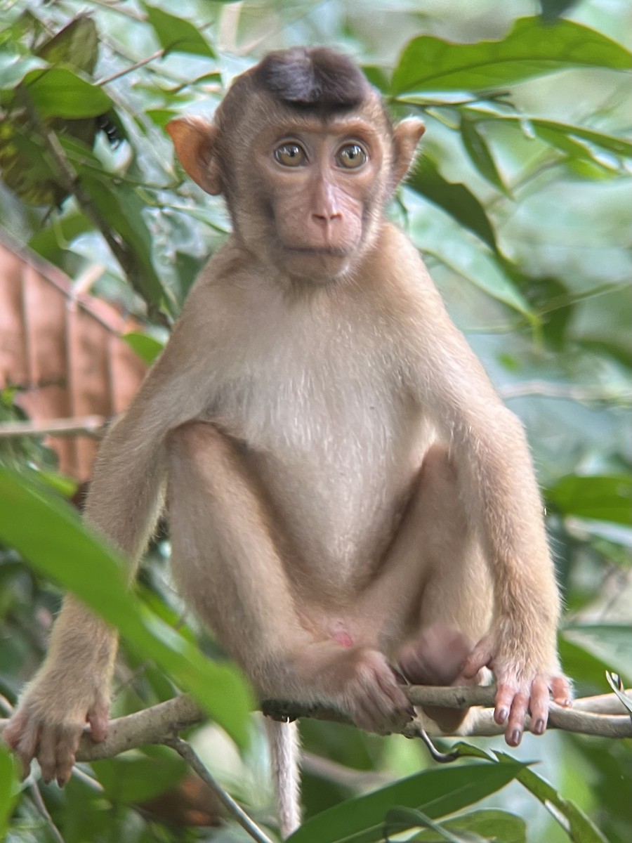 Macaque à queue de cochon - ML657804767