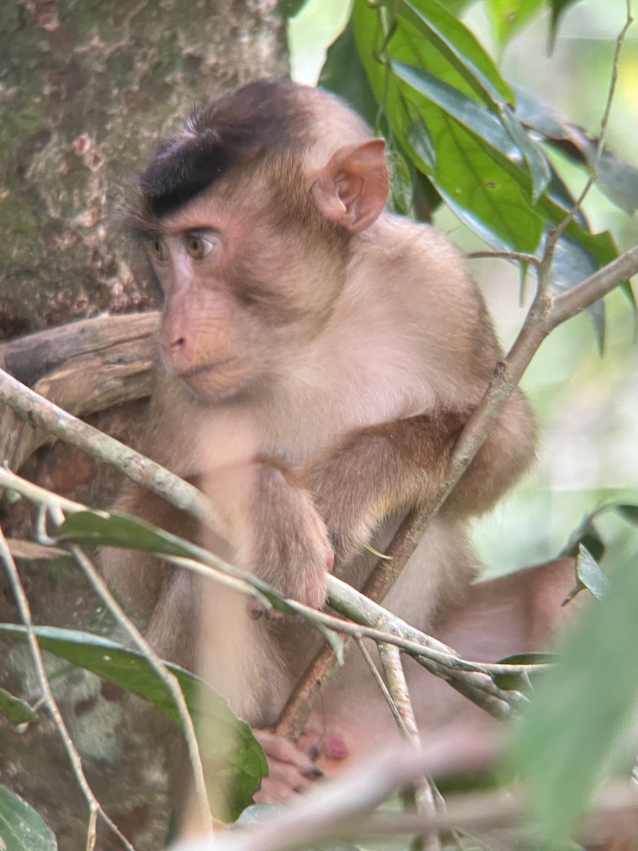 Macaque à queue de cochon - ML657804768