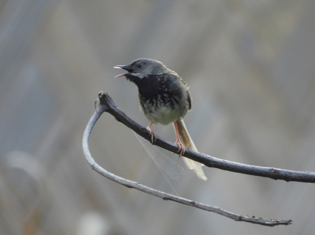 Black-throated Prinia - ML657804779