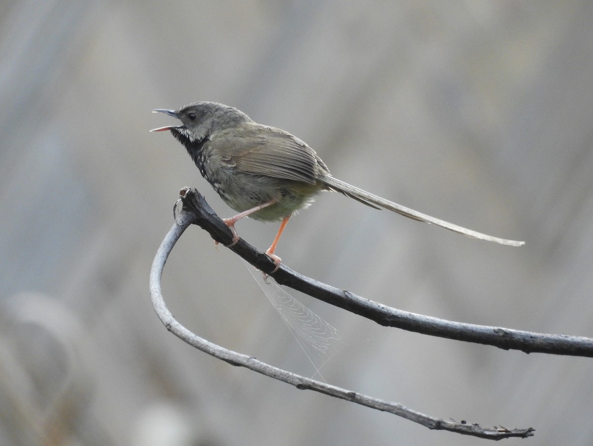 Black-throated Prinia - ML657804780