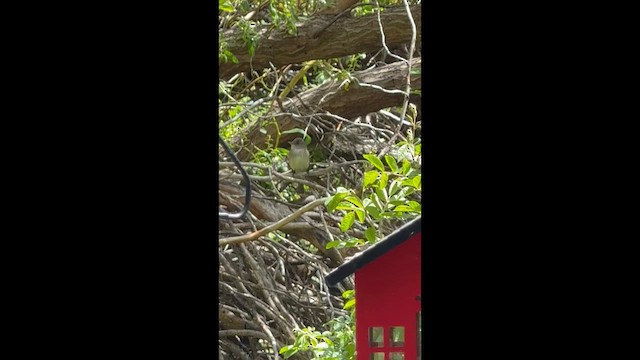 Söğüt Sinekkapan - ML657804863