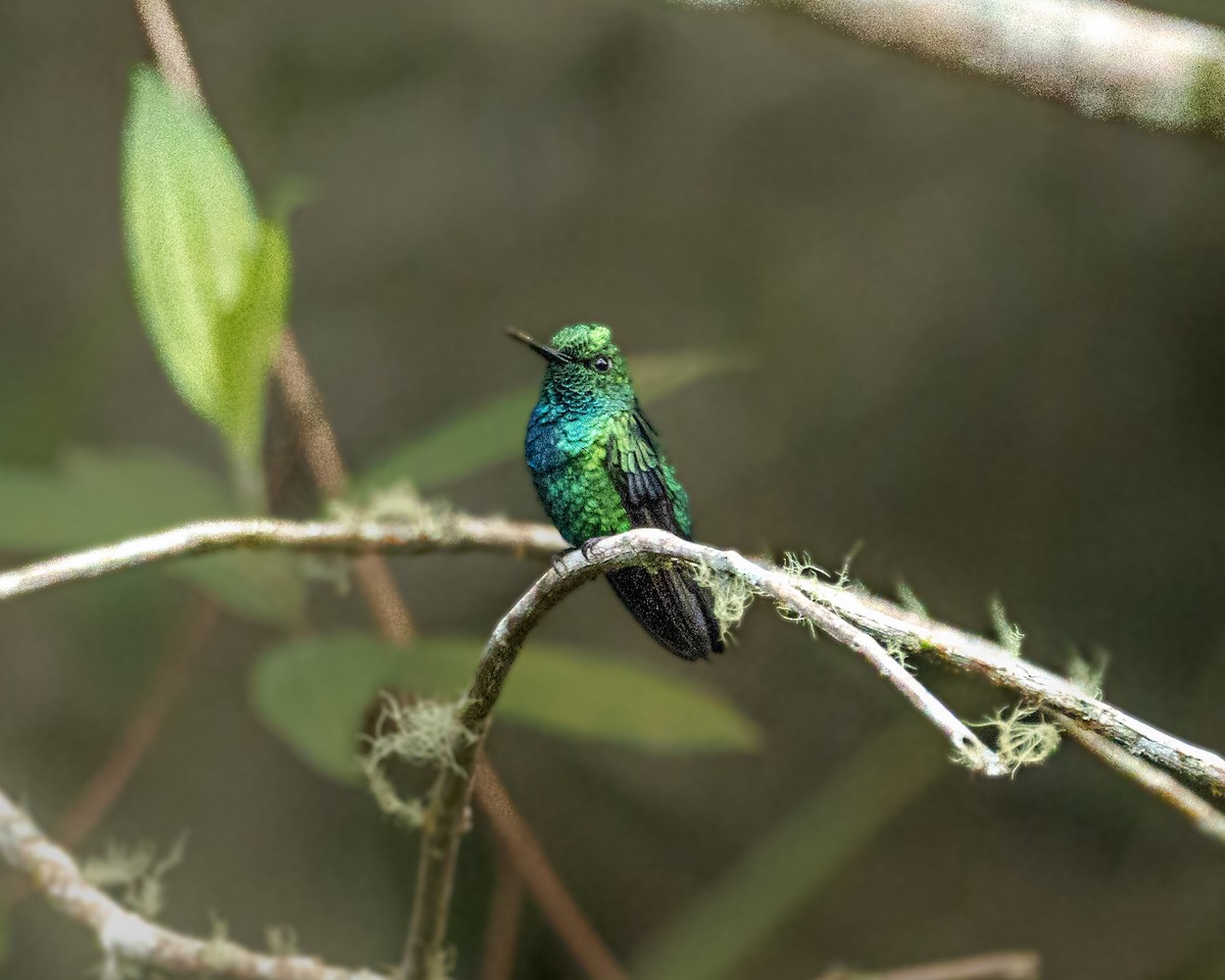 Blue-tailed Emerald - ML657805027