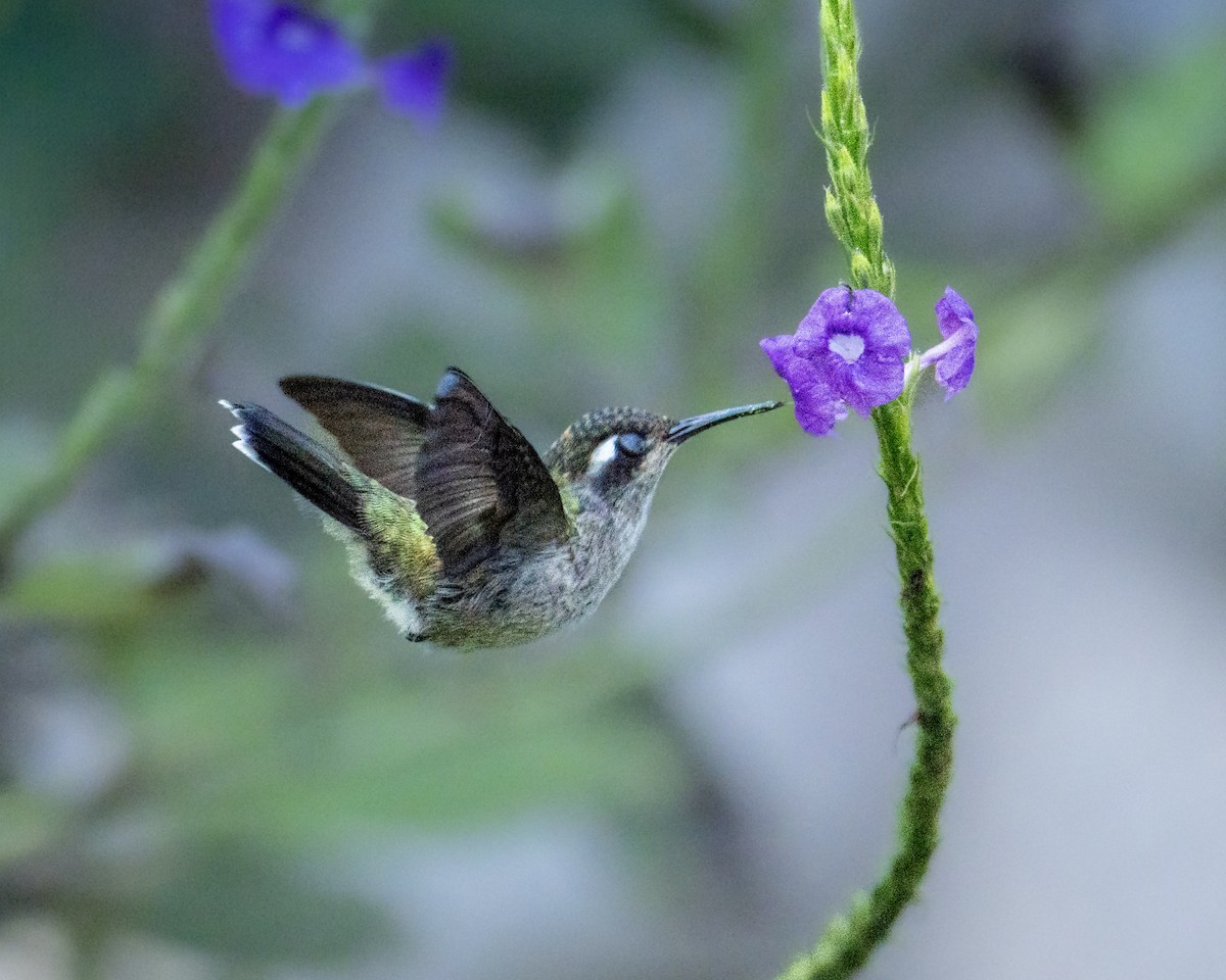 Violet-headed Hummingbird - ML657805087