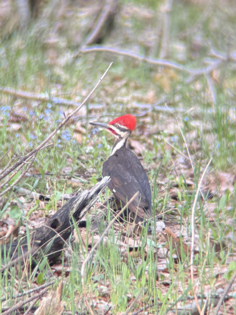 Pileated Woodpecker - ML657805359