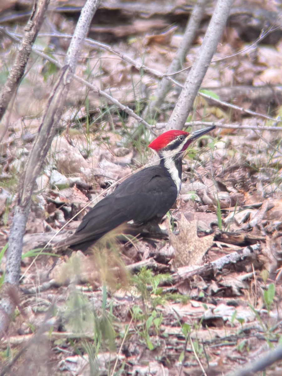 Pileated Woodpecker - ML657805360