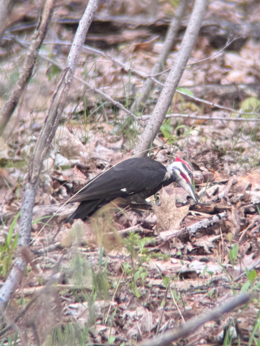 Pileated Woodpecker - ML657805361