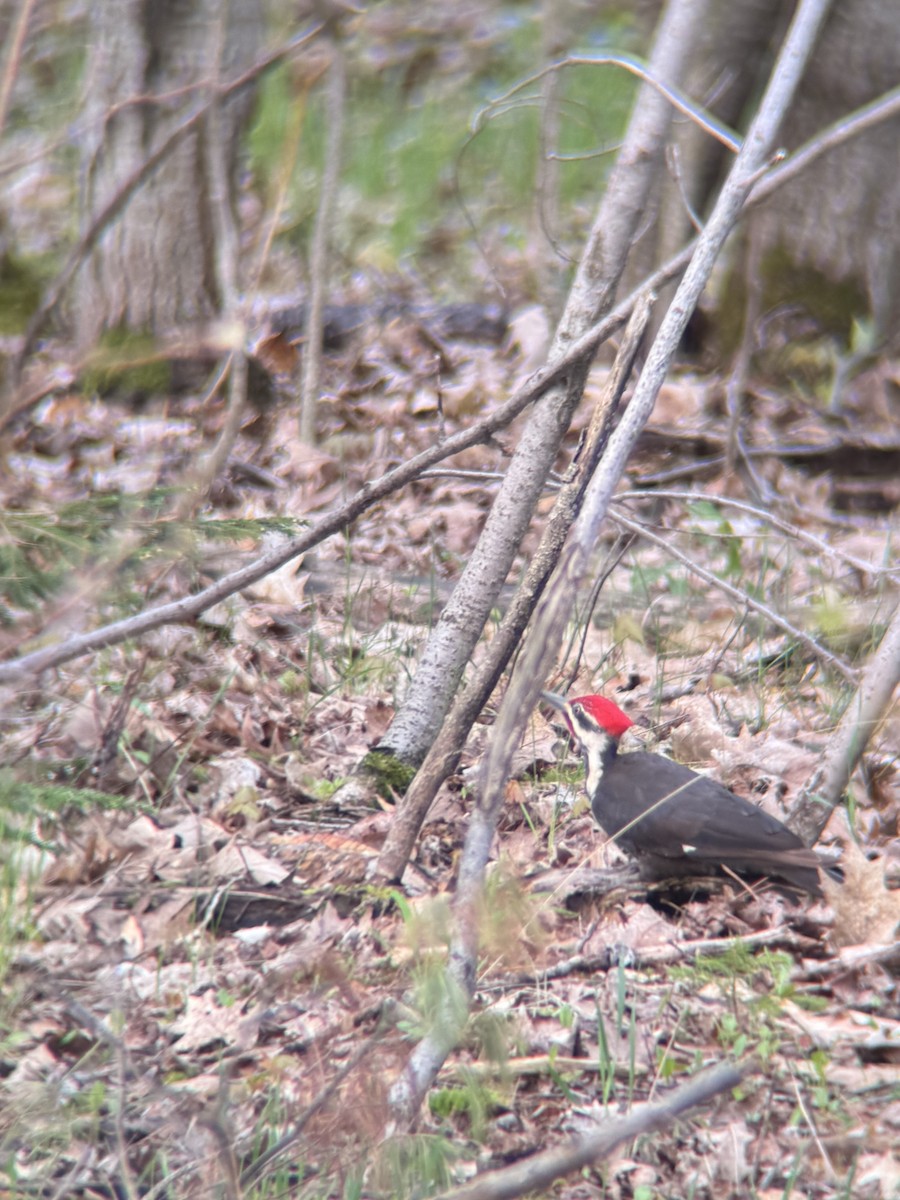 Pileated Woodpecker - ML657805362