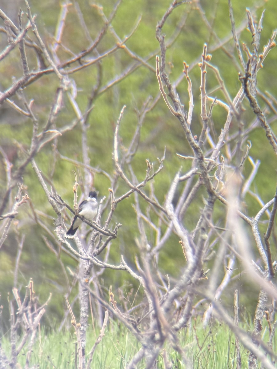 Eastern Kingbird - ML657805372
