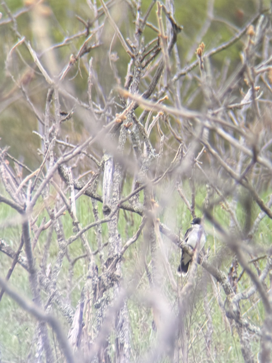 Eastern Kingbird - ML657805373