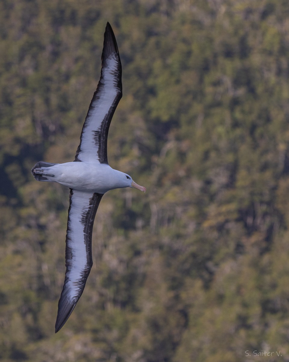 Albatros à sourcils noirs (melanophris) - ML657805415