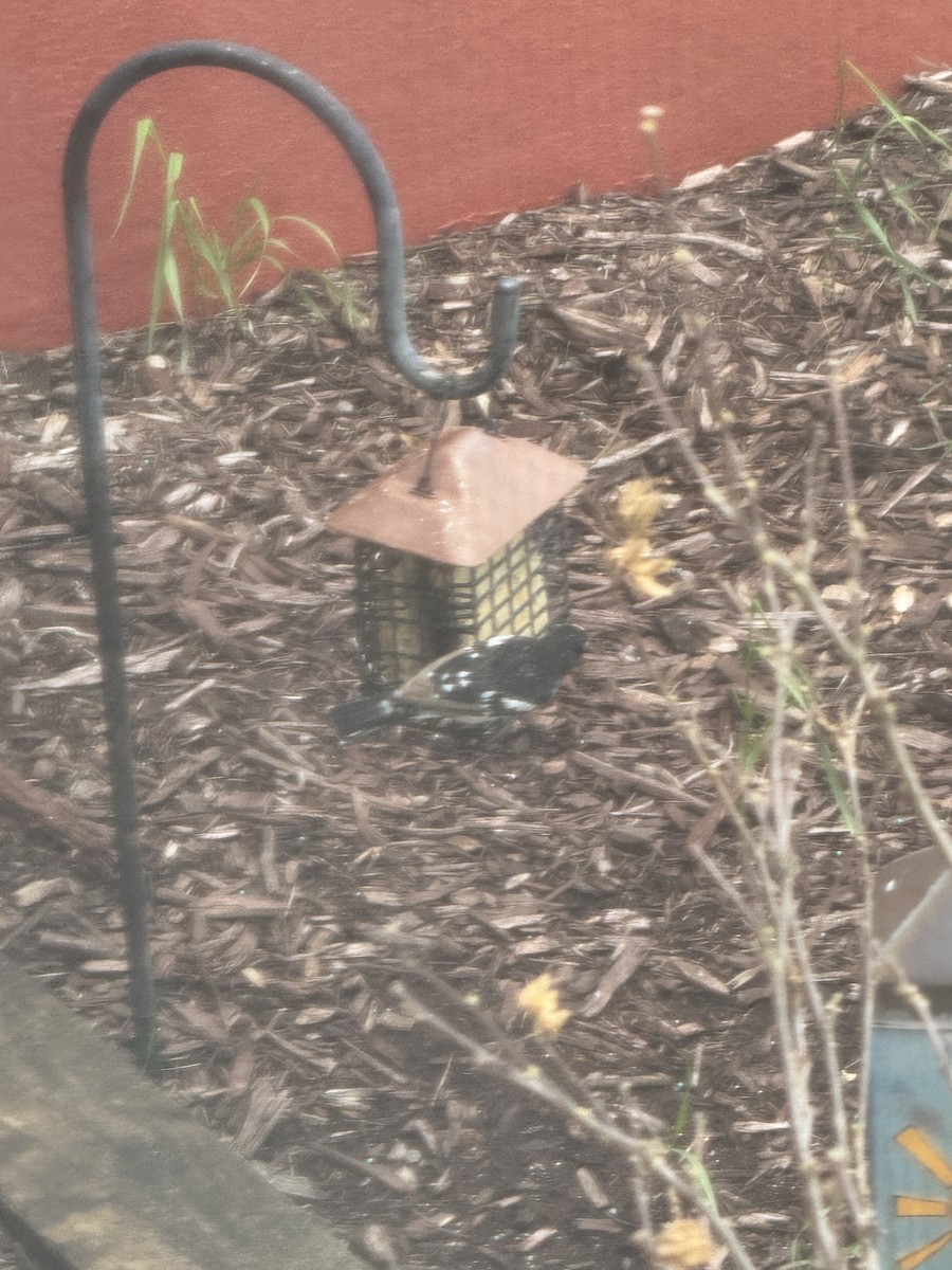Rose-breasted Grosbeak - ML657806010