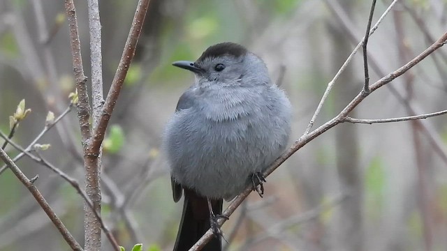 Gray Catbird - ML657806068