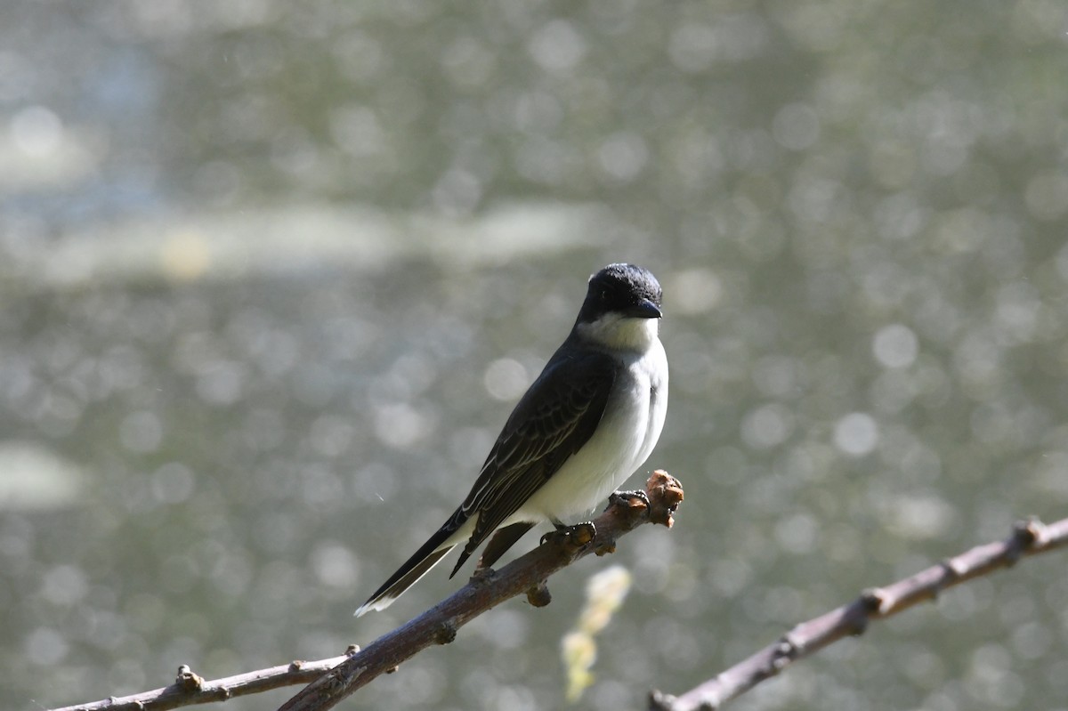 Schieferrücken-Königstyrann - ML657806604