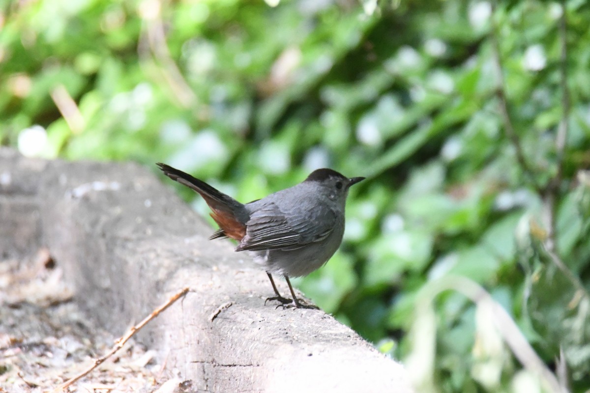 Katzenspottdrossel - ML657806715