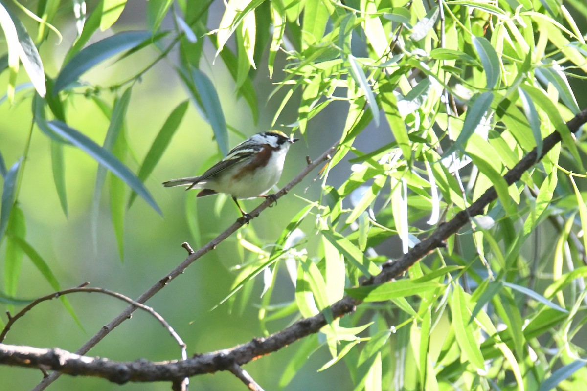 Gelbscheitel-Waldsänger - ML657806826