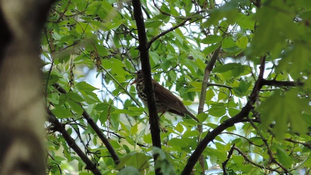 Wood Thrush - ML657807175