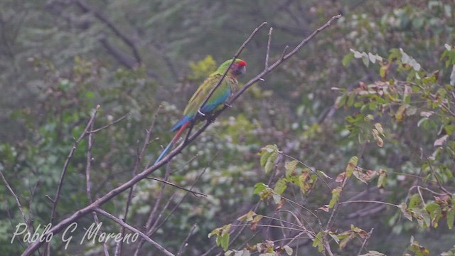 Military Macaw - ML657807345