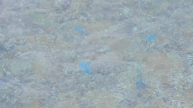 輻鰭魚綱 - ML657807363