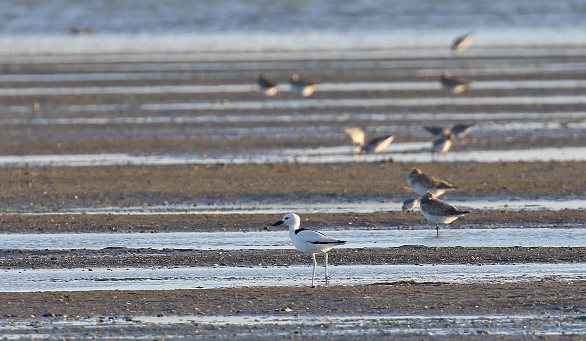 Crab-Plover - ML657807416